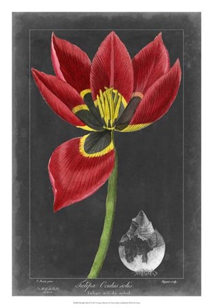 Midnight Tulip II by Vision Studio art print