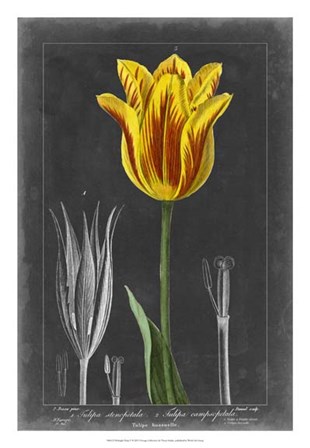 Midnight Tulip V by Vision Studio art print