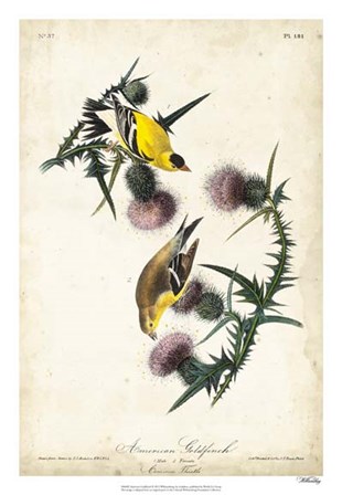 American Goldfinch by John James Audubon art print