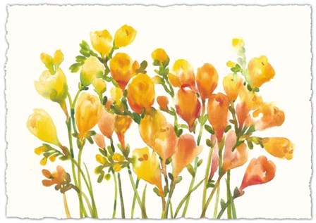 Freesia I by Timothy O&#39;Toole art print