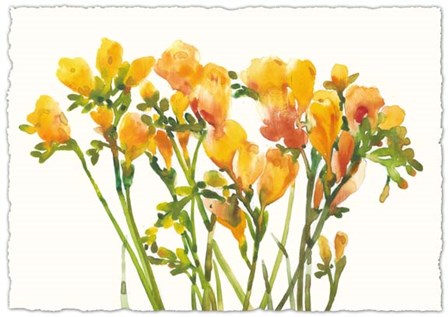 Freesia II by Timothy O&#39;Toole art print