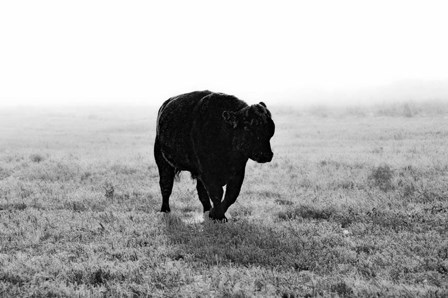 Bull After Ice Storm by Amanda Lee Smith art print
