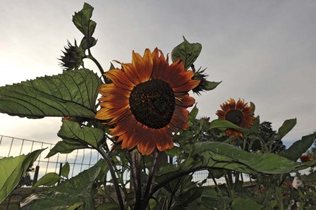 Sunflowers and Storm by Amanda Lee Smith art print