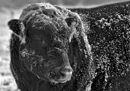 Snow Covered Ice Bull by Amanda Lee Smith art print
