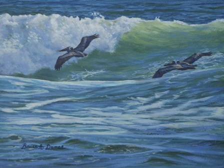 Pelican Skimmers by Bruce Dumas art print