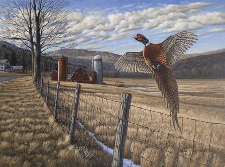 Pheasant by Bruce Dumas art print