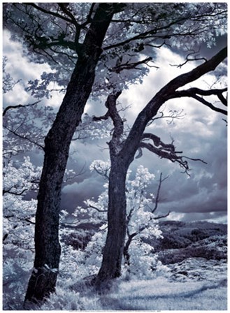 Illimination II by Ilona Wellmann art print