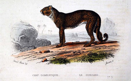 Leopard I by Georges-Louis Leclerc, Comte de Buffon art print