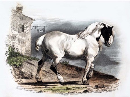 Horse II by Georges-Louis Leclerc, Comte de Buffon art print