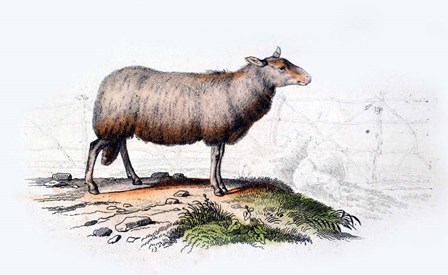 Sheep by Georges-Louis Leclerc, Comte de Buffon art print