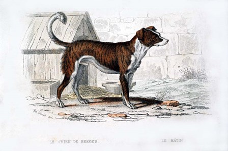 Dog VIII by Georges-Louis Leclerc, Comte de Buffon art print
