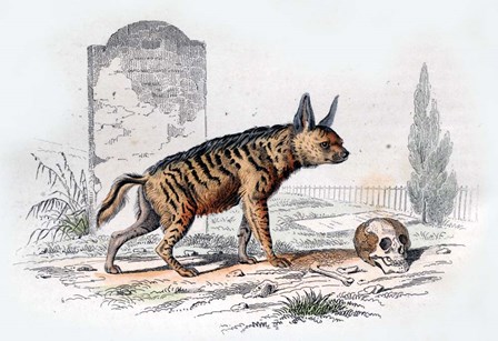 Hyena I by Georges-Louis Leclerc, Comte de Buffon art print