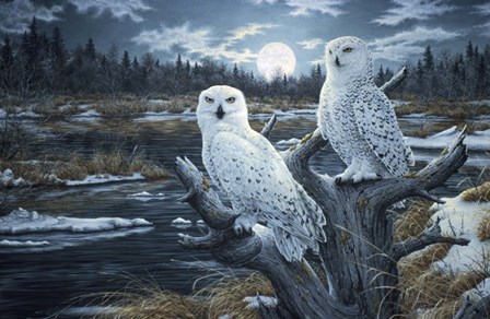 Snowy Owls by Jeff Tift art print