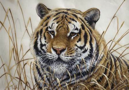 Tiger by Jeff Tift art print