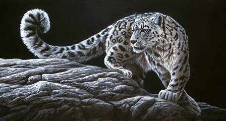 Snow Leopard by Dr. Jeremy Paul art print