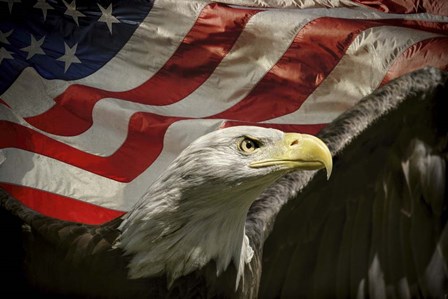 American Eagle by Jai Johnson art print