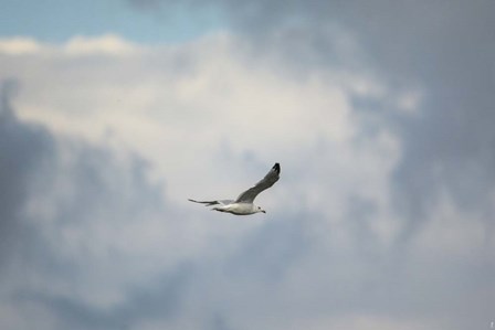 Gull Over Paris Landing by Jai Johnson art print