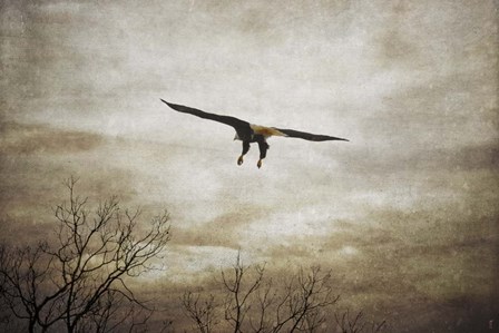 Home Safely Bald Eagle by Jai Johnson art print