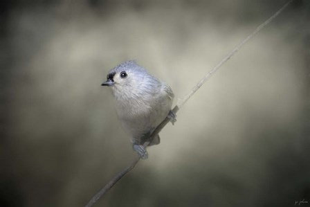 Little Tufted Titmouse by Jai Johnson art print