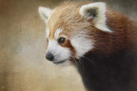 Red Panda Watching by Jai Johnson art print