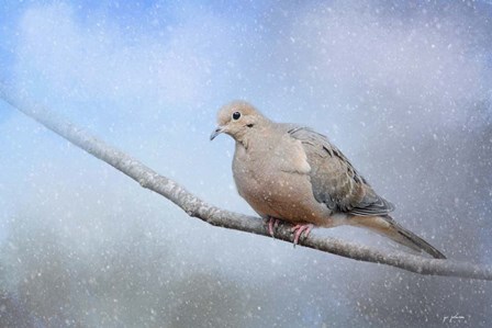 Dove In The Snow by Jai Johnson art print