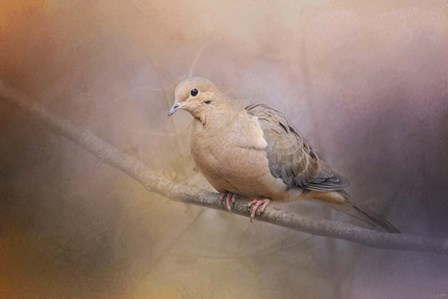 Mourning Dove On A Winter Evening by Jai Johnson art print