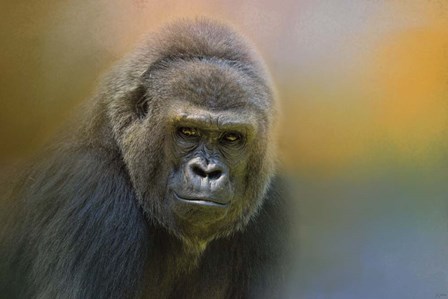 Portrait Of A Gorilla by Jai Johnson art print