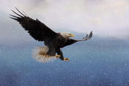 Snowy Flight Bald Eagle by Jai Johnson art print