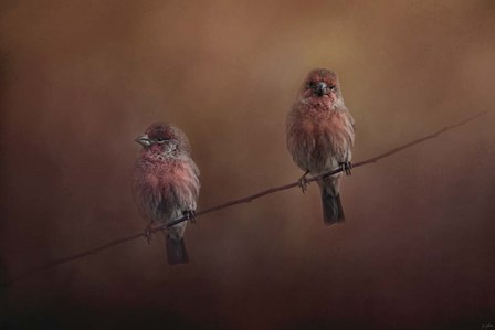 Pair Of Finches by Jai Johnson art print