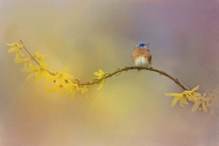 A Little Blue In The Garden by Jai Johnson art print