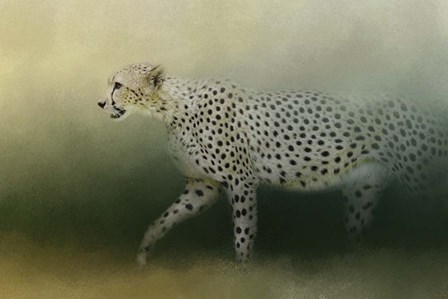Cheetah On The Prowl by Jai Johnson art print
