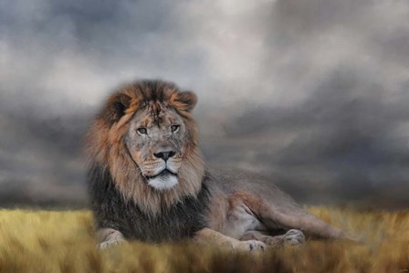 Lion Waiting For The Storm by Jai Johnson art print