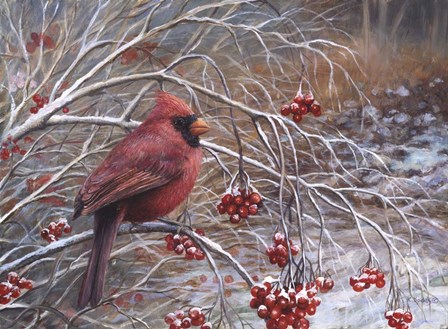 Cardinal and Berries by Kevin Dodds art print