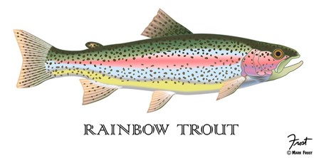 Rainbow Trout by Mark Frost art print