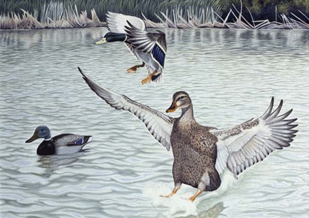 Decoyed Ducks by Rusty Frentner art print