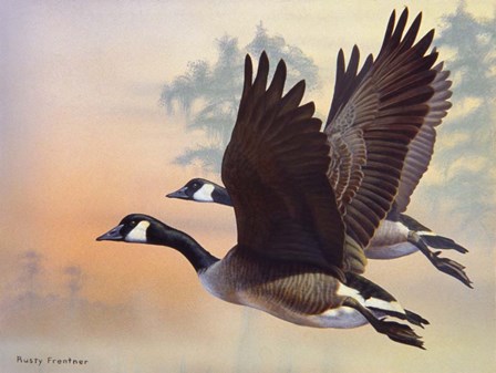 Canada Geese by Rusty Frentner art print