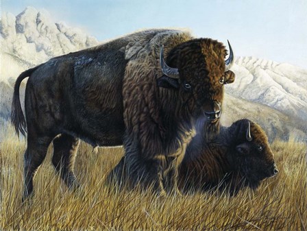Resting Buffalo by Rusty Frentner art print