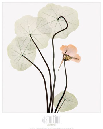 Nasturium by Albert Koetsier art print