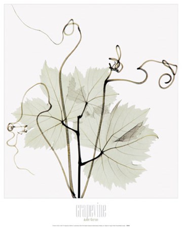 Grapevine &amp; Tendrils by Albert Koetsier art print