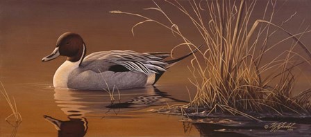 Amber Light - Pintail by Wilhelm J. Goebel art print