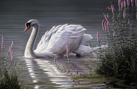 Summer Idyll - Mute Swan by Wilhelm J. Goebel art print