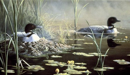 Nesting Loons by Wilhelm J. Goebel art print