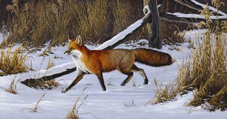 Fox Trot  - Red Fox by Wilhelm J. Goebel art print