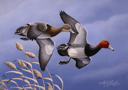 1986 Redhead Ducks by Wilhelm J. Goebel art print