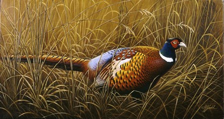 Sneaking Through The Long Grass - Ring Neck Pheasant by Wilhelm J. Goebel art print