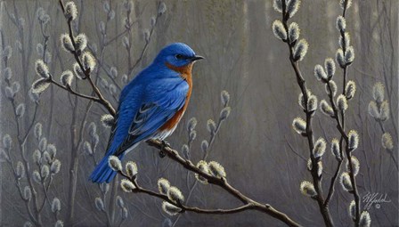 Signals Of Spring - Eastern Bluebird by Wilhelm J. Goebel art print