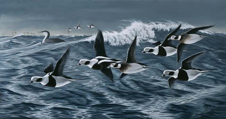 Rough Day On The Bay - Oldsquaw Ducks by Wilhelm J. Goebel art print