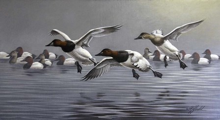 Canvasbacks Coming In by Wilhelm J. Goebel art print