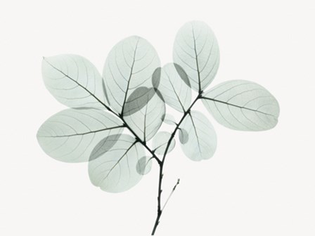 Myrtle Tree art print
