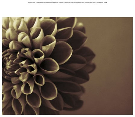 Chocolate Dahlia I art print